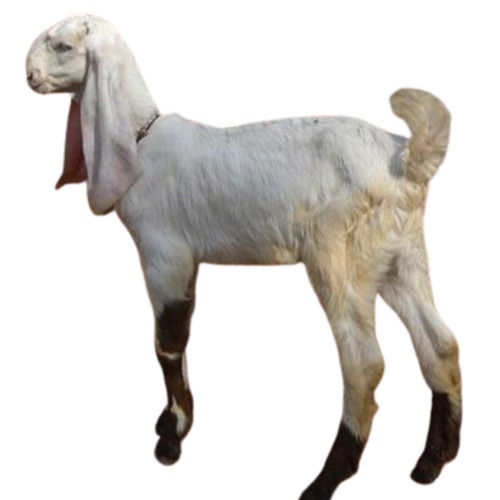 1 Year Old Healthy Male Live Goat With 18 Kilograms Weight at 12600.00 ...