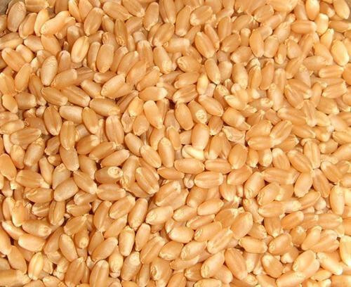 Durum Wheat - Color: Light Brown