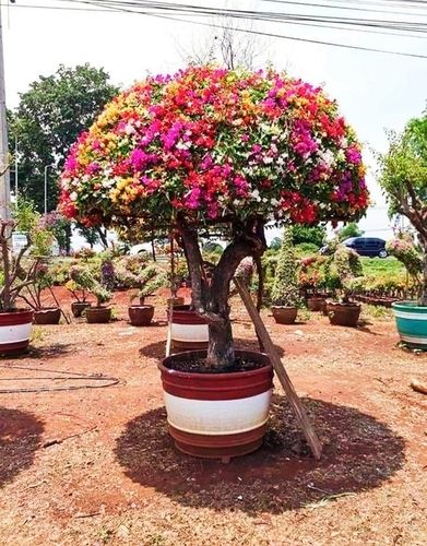 Bougainvillea Flower Plant