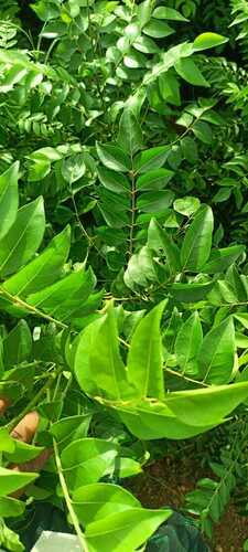 Fresh Curry Leaves