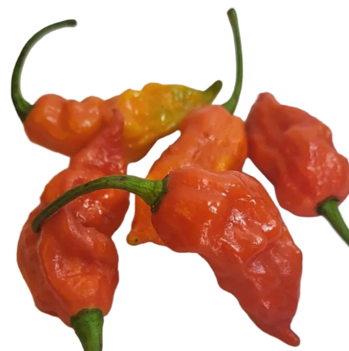Dried Ghost Chilli - Color: Red