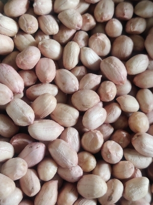 Natural Organic Raw Peanuts - Long Grade A Size | Fresh Variety Perfect for Food Industry