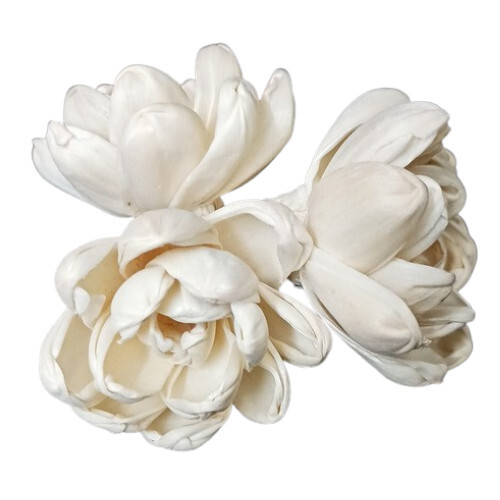 Sola Dry Flower By Fashionnaire