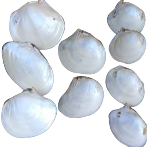 China River Shell