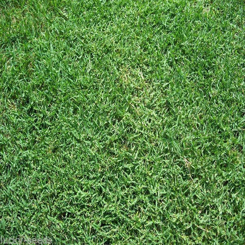 Selection No 1 Green Doob Lawn Grass - Features: Soft