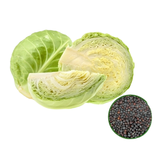 Cabbage Seeds