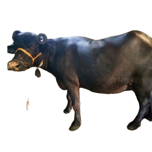 Murrah Breed Buffalo