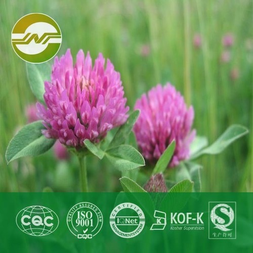Red Clover Extract By Hunan Changsha Yuanhang Biology Productgs Co., Ltd.