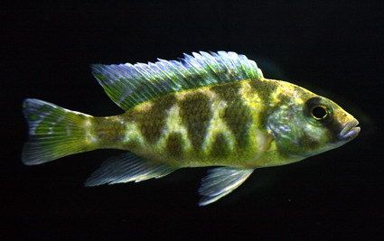 Tropical Cichlid-Africa Fish