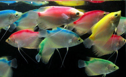 Live Freshwater Gourami Mix Color
