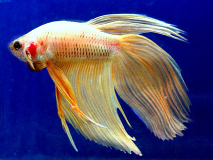 Ornamental Betta Fish