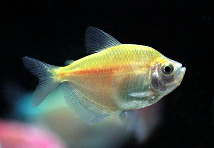 Ornamental White Skirt Fish