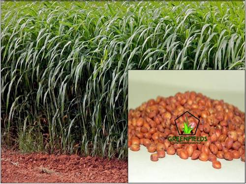 Red Sudan Grass Seeds (Sorghum Sudangrass)