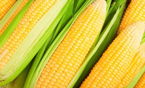 Fresh Yellow Corn