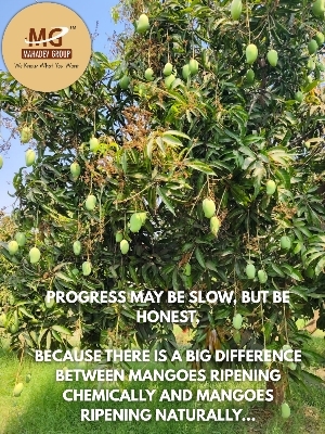 ऑर्गेनिक फ्रेश केसर मैंगो