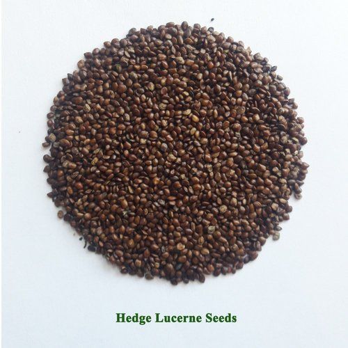 Hedge Lucerne Seeds