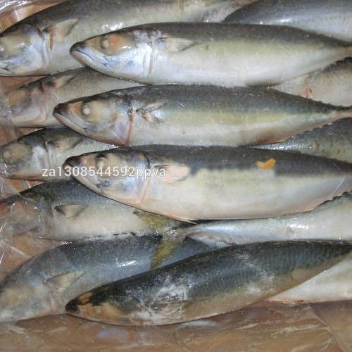 Frozen Pacific Mackerel Fish