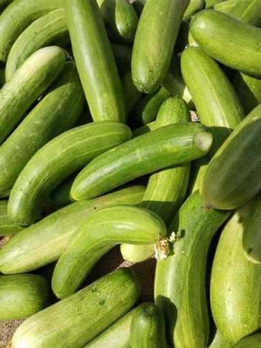 Farm Fresh Green Cucumber