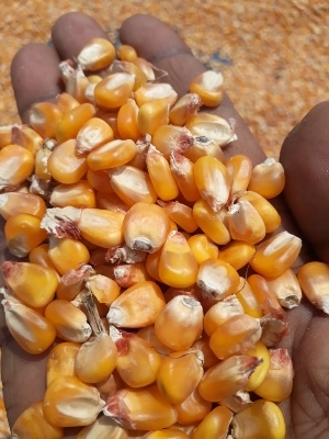 Natural Glutinous Maize - Oval and Round Shape, Long Shelf Life, Moisture Under 14%, No Admixture, High Quality