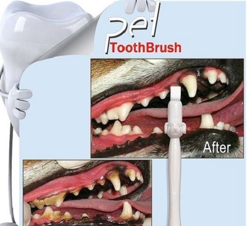 White Patented Dog Grooming Toothbrush