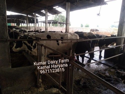 Black And White High Milk Yielding Holstein Friesian Cow