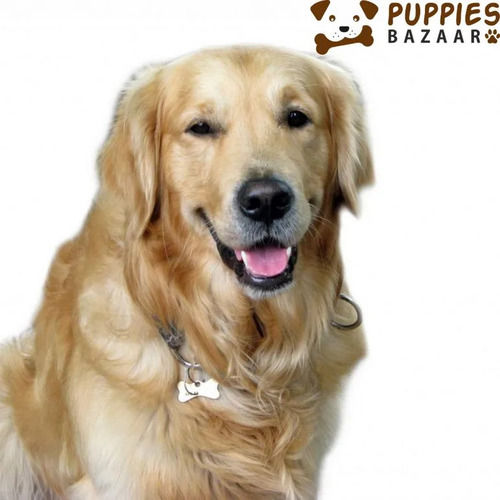 Gold labrador puppy store price