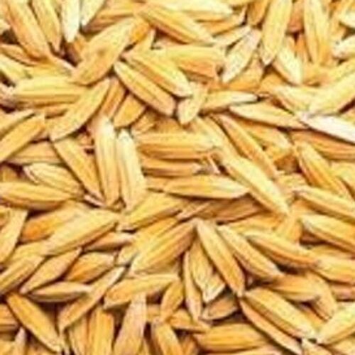 A Grade Commonly Cultivated Dried And Pure Brown Paddy Seed, 1 Kg Pack