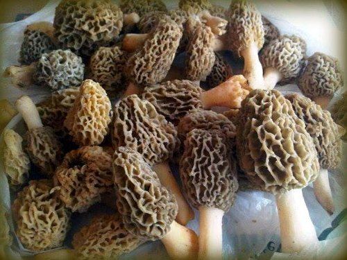 100% Organic Natural Dried Morel Mushrooms (Morchella)