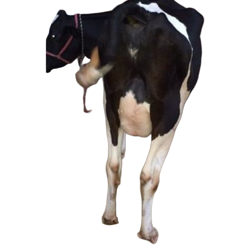 Frisian Cow