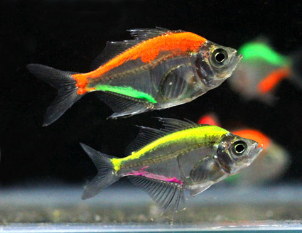 Tropical Glass Fish Mix Color