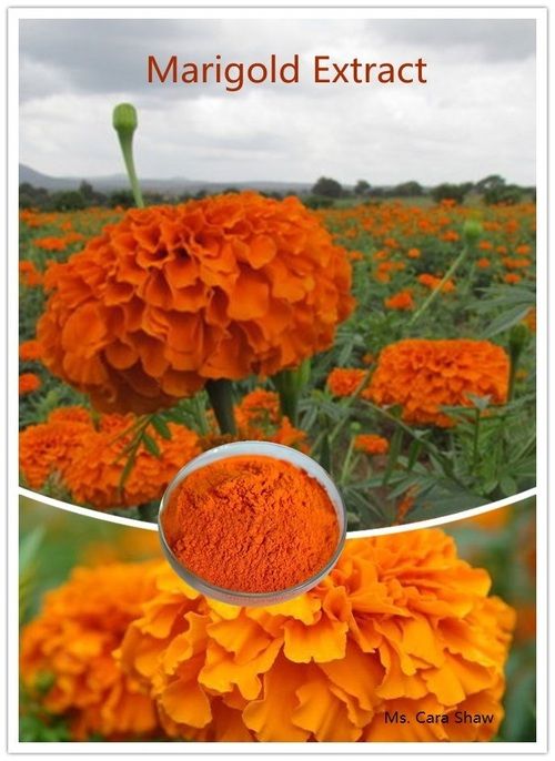 KINGHERBS' Marigold Extract Lutein 5%-95% UV/Zeaxanthin