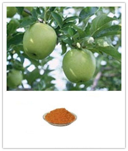 Apple Extract Apple Polyphenol