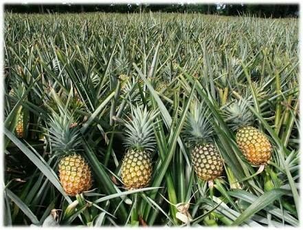 Pineapple