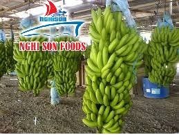 Green Natural Cavendish Banana