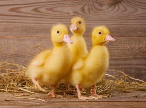 Ducklings