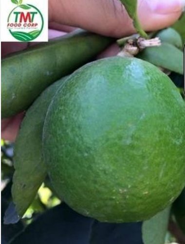 Natural Fresh Seedless Lime By Nghi Son Foods Group