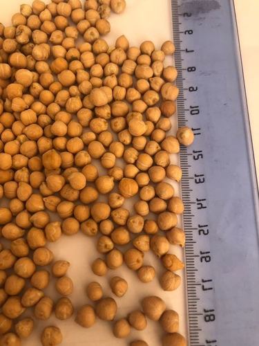 Chickpeas (Kabuli Chana) Broken (%): 5% Max