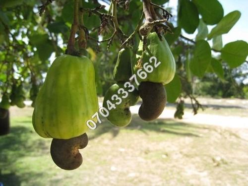 Organic Cashew Nut