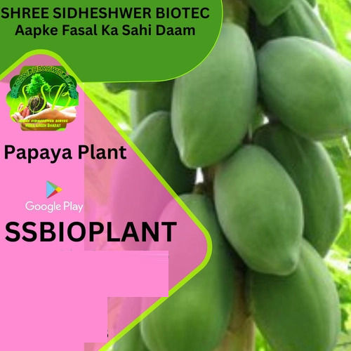 Green Nursery Papaya Fruits Plant