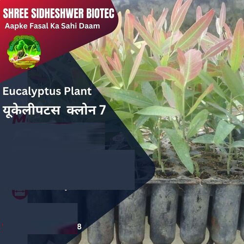 Fast Growth Eucalyptus Clone Plant Green