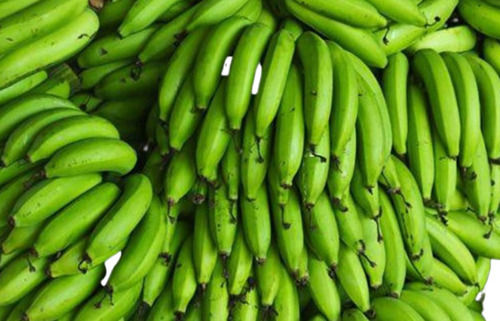 25 Kilogram Food Grade Commonly Cultivated Medium Fresh Banana Fruit 