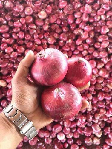 Indian Origin Naturally Grown Fresh Onion