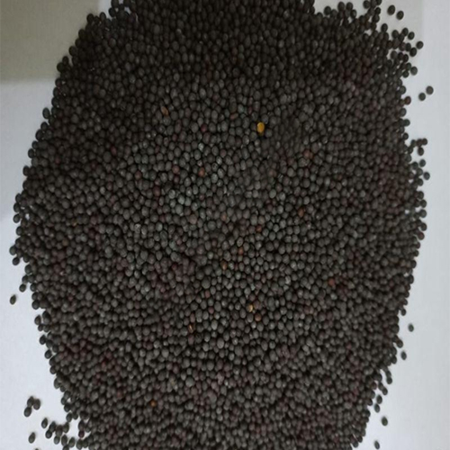 Black Mustard Seed - Cultivation Type: O