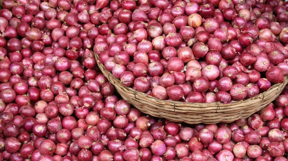 A Grade Dry Organic Red Onion - Shelf Life: 90 Days