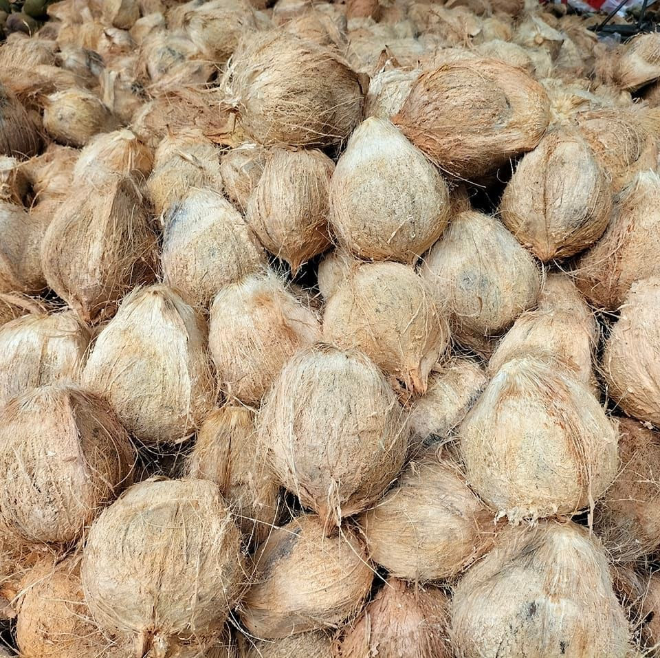 Semi Husked Coconut - Color: Brown