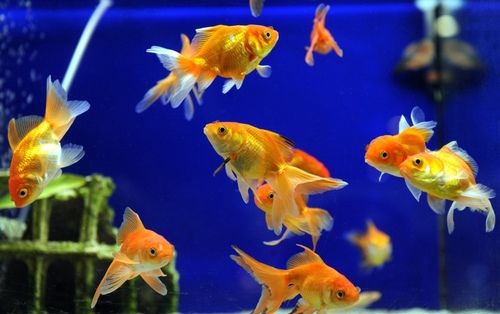 Soil And Water Probiotics For Aquarium Age Group: Adults