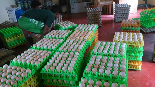 Hatching Eggs - Egg Weight: 50 Grams (G)