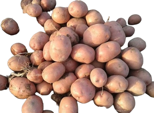 Lady Rosetta (Lr) Potato - Cultivation Type: Organic