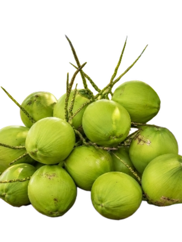 Green Tender Coconut (Nariyal Pani/Dab) - Husk Type: Full-Husked