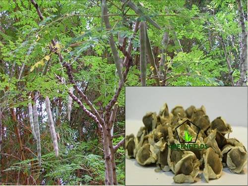 Moringa Tree Seeds (Moringa Oleifera)